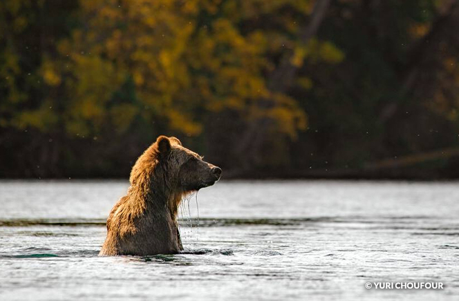 Grizzly Bear