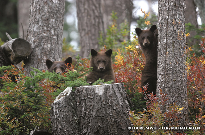Black Bear Cubs