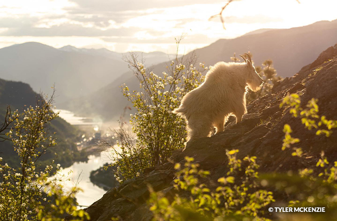 Goats in golden