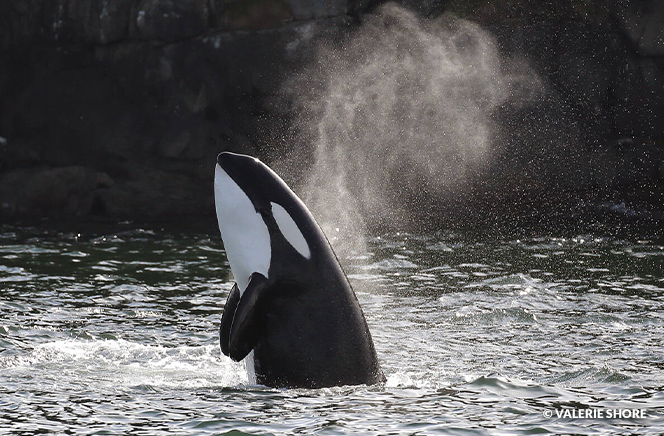 Orca