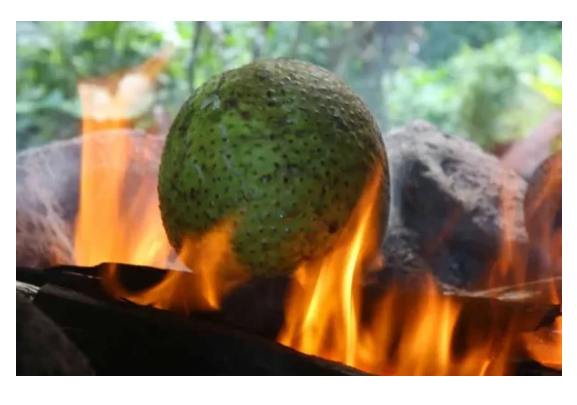 Breadfruit or ‘uru can be cooked and eaten in several different ways