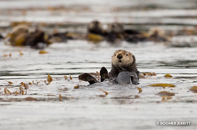 Sea Otter